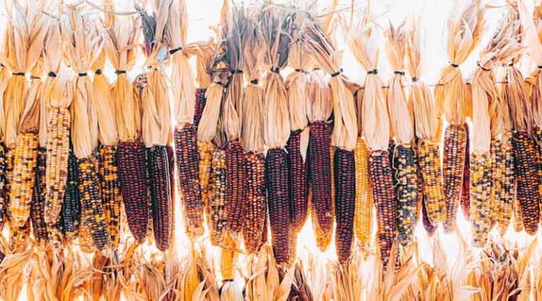 Mayan Farming: Ancient Wisdom Shaping the Future of Sustainable Agriculture