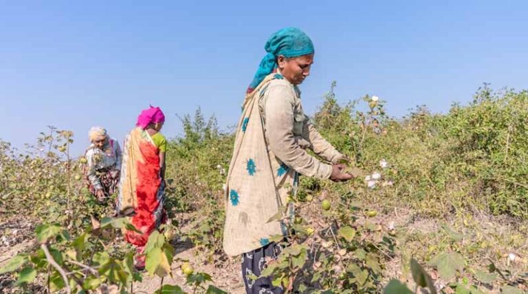 Kharif Crop Sowing in India Exceeds Last Year’s Area Coverage, Reaching 1121.46 Lakh Hectares