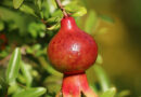 ‘Tikri’ Disease Threatens Pomegranate Crops in Rajasthan: ICAR Deploys Expert Team