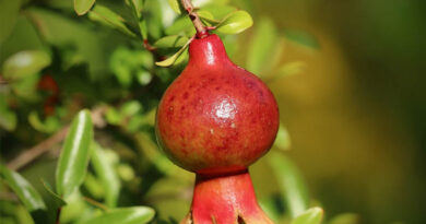 ‘Tikri’ Disease Threatens Pomegranate Crops in Rajasthan: ICAR Deploys Expert Team