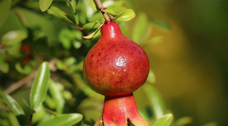 ‘Tikri’ Disease Threatens Pomegranate Crops in Rajasthan: ICAR Deploys Expert Team