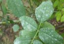 Scientists Argue Case For A One Health Framework For Global And Local Stewardship Across Antimicrobial Lifecycle