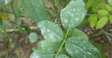 Scientists Argue Case For A One Health Framework For Global And Local Stewardship Across Antimicrobial Lifecycle