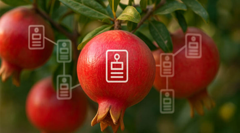 Inside China’s Blockchain Pomegranate Project: Every Fruit Gets a Digital ID