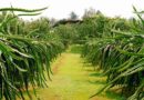 Managing Dragon Fruit During Indian Winters: A Practical and Scientific Approach