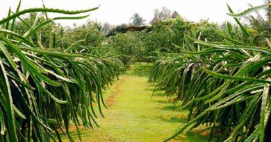 Managing Dragon Fruit During Indian Winters: A Practical and Scientific Approach