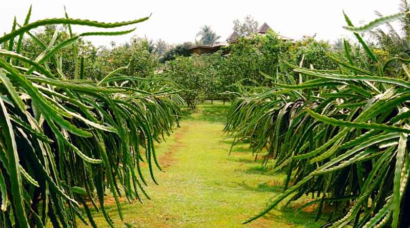 Managing Dragon Fruit During Indian Winters: A Practical and Scientific Approach