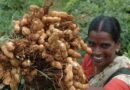 Groundnut Breeding at ICRISAT Delivers Strong Yield Gains: Genetic Gain Assessment Reveals