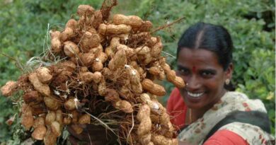 Groundnut Breeding at ICRISAT Delivers Strong Yield Gains: Genetic Gain Assessment Reveals