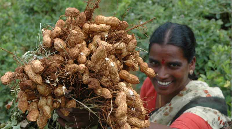 Groundnut Breeding at ICRISAT Delivers Strong Yield Gains: Genetic Gain Assessment Reveals