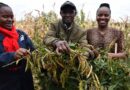 Kenyan Farmer Unlocks New Opportunities Through breakthrough Improved Pigeonpea Variety