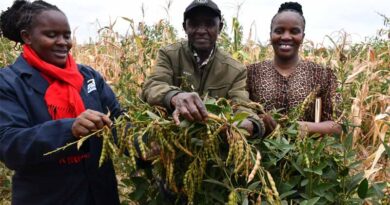 Kenyan Farmer Unlocks New Opportunities Through breakthrough Improved Pigeonpea Variety