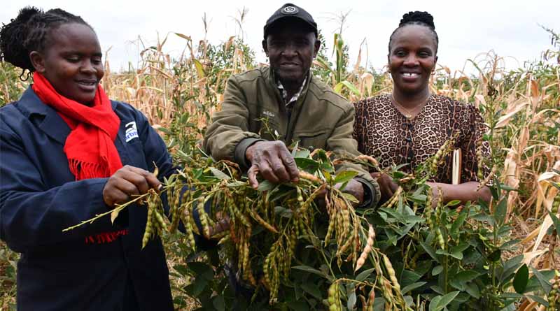 Kenyan Farmer Unlocks New Opportunities Through breakthrough Improved Pigeonpea Variety
