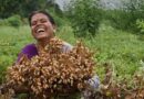 ICRISAT’s Groundnut Breeding Boosts Yields by Up to 27 kg/ha