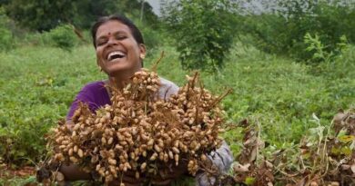 ICRISAT’s Groundnut Breeding Boosts Yields by Up to 27 kg/ha