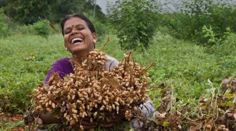 ICRISAT’s Groundnut Breeding Boosts Yields by Up to 27 kg/ha
