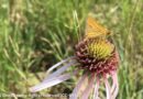 Center for Food Safety Launches Lawsuit to Protect Imperiled Iowa Skipper Butterfly From Pesticides