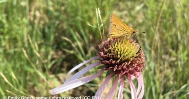 Center for Food Safety Launches Lawsuit to Protect Imperiled Iowa Skipper Butterfly From Pesticides