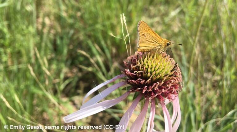 Center for Food Safety Launches Lawsuit to Protect Imperiled Iowa Skipper Butterfly From Pesticides