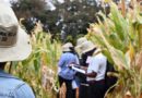 Demand for Stress-Tolerant Maize is Surging and CIMMYT’s Varieties Are Meeting The Moment
