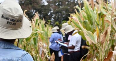 Demand for Stress-Tolerant Maize is Surging and CIMMYT’s Varieties Are Meeting The Moment