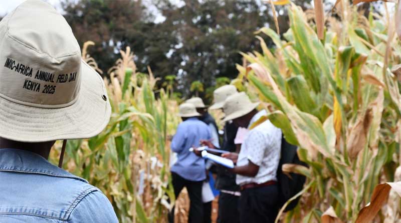 Demand for Stress-Tolerant Maize is Surging and CIMMYT’s Varieties Are Meeting The Moment