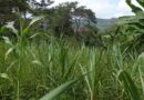 Ethiopia’s Agroecology Strategy Moves Forward with Expert Contributions