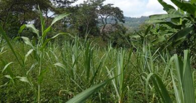 Ethiopia’s Agroecology Strategy Moves Forward with Expert Contributions