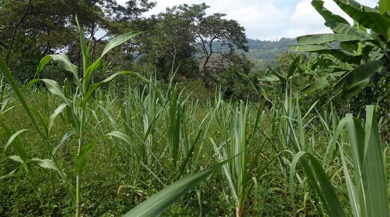 Ethiopia’s Agroecology Strategy Moves Forward with Expert Contributions