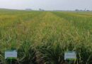 New Rice Lines Promise Bigger Harvests with Less Water and Labor