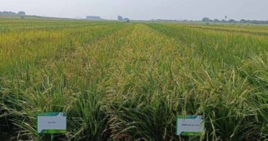New Rice Lines Promise Bigger Harvests with Less Water and Labor