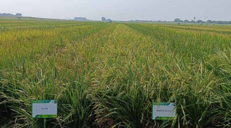 New Rice Lines Promise Bigger Harvests with Less Water and Labor