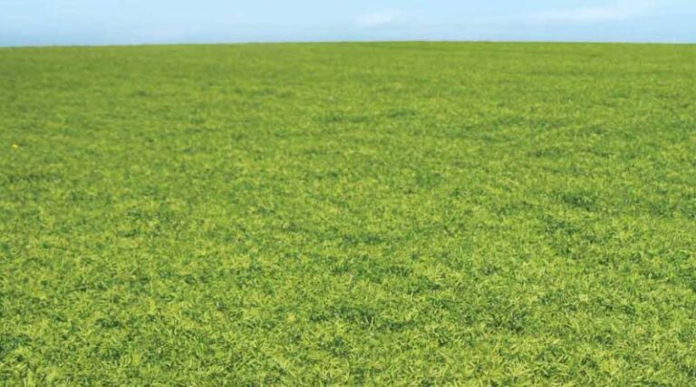 Haryana Government Always Stands With Farmers: Agriculture Minister Shyam Singh Rana