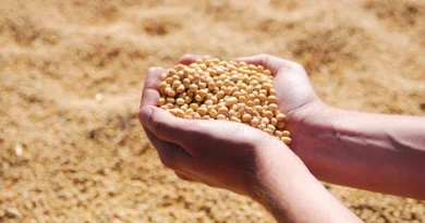 Itau BBA Estimates Brazil Soy Production Could Increase 61.5% Itau BBA Estimates Brazil Soy Production Could Increase 61.5%