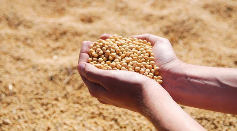 Itau BBA Estimates Brazil Soy Production Could Increase 61.5%