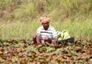 India Launches Massive Crackdown on Fertiliser Black Marketing: 3.17 Lakh Raids, 3,645 Licences Cancelled India Launches Massive Crackdown on Fertiliser Black Marketing: 3.17 Lakh Raids, 3,645 Licences Cancelled
