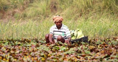 India Launches Massive Crackdown on Fertiliser Black Marketing: 3.17 Lakh Raids, 3,645 Licences Cancelled