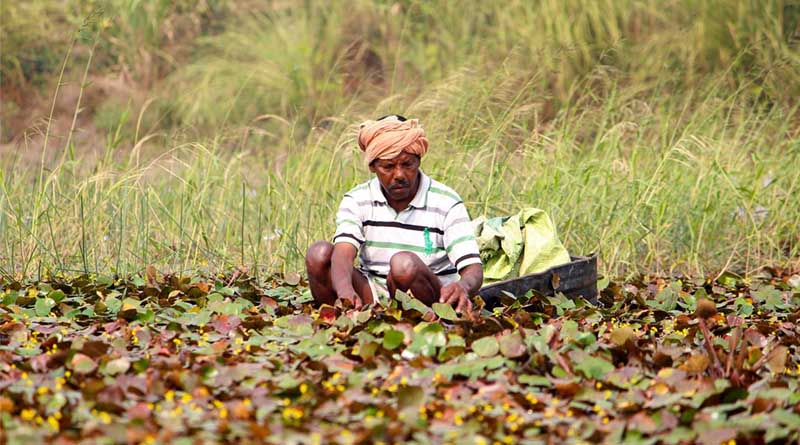 India Launches Massive Crackdown on Fertiliser Black Marketing: 3.17 Lakh Raids, 3,645 Licences Cancelled