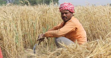 India May Relax Export Curbs on Wheat Products After Strong Harvest Outlook