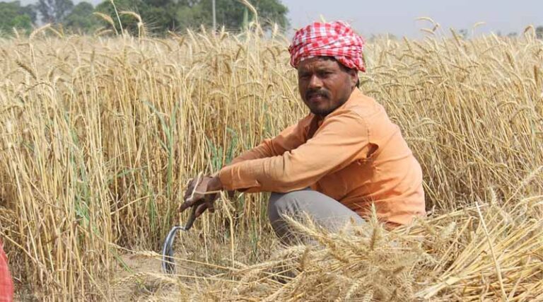 India May Relax Export Curbs on Wheat Products After Strong Harvest Outlook