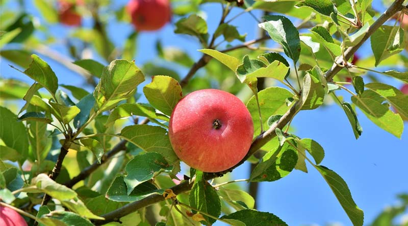 Persimmon Acreage in Himachal’s Kullu Valley Doubles as Farmers Shift from Traditional Crops