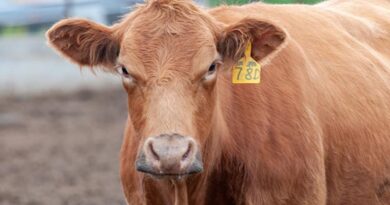 Cattle Chat: What Producers Can Do To Cut Down Bull Conflict