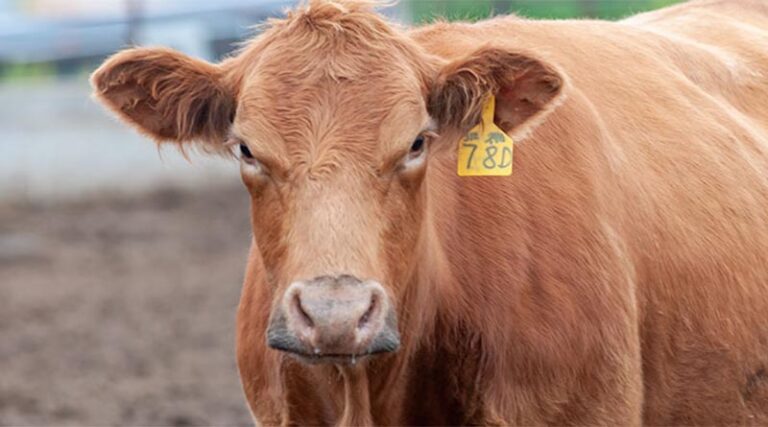 Cattle Chat: What Producers Can Do To Cut Down Bull Conflict