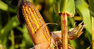 India’s Maize Prices Fall Sharply in October; Madhya Pradesh Records the Biggest Decline