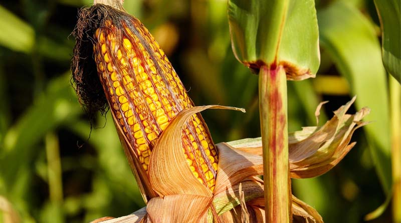 India’s Maize Prices Fall Sharply in October; Madhya Pradesh Records the Biggest Decline