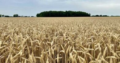 Madhya Pradesh Announces ₹2,600 Per Quintal Wheat Procurement Price for Rabi 2026–27