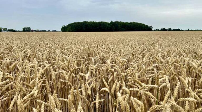 Madhya Pradesh Announces ₹2,600 Per Quintal Wheat Procurement Price for Rabi 2026–27