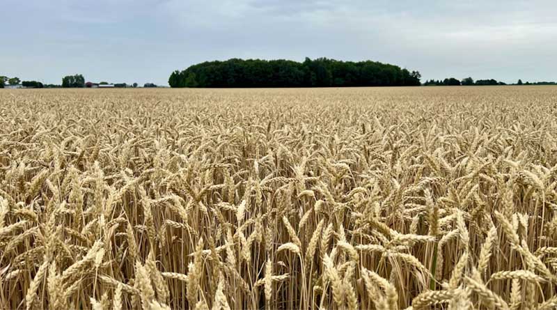 Madhya Pradesh Announces ₹2,600 Per Quintal Wheat Procurement Price for Rabi 2026–27