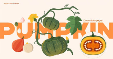 Pumpkin: Hiding in Plain Sight