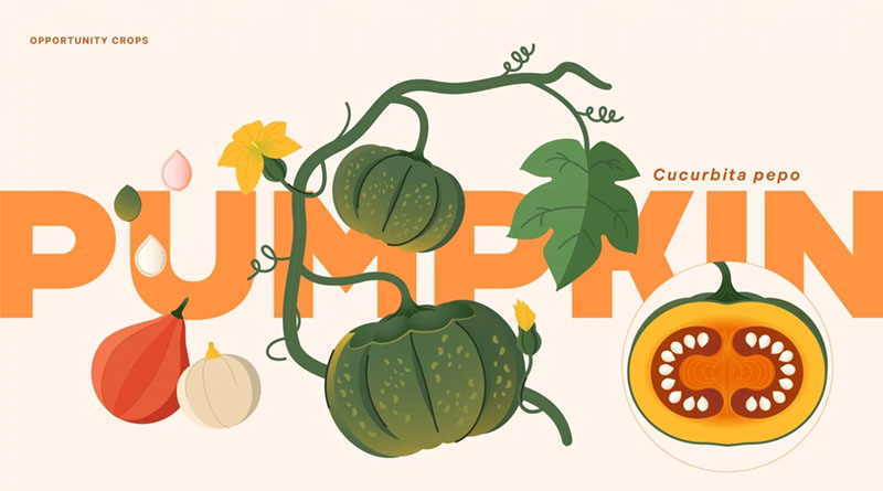 Pumpkin: Hiding in Plain Sight